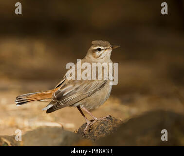 Rufous Bush-Chat - Heckensänger - Cercotrichas galactotes ssp. familiaris, Oman Foto Stock