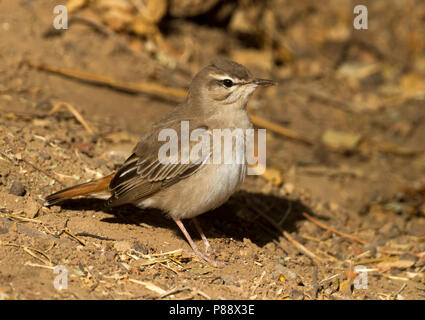 Rufous Bush-Chat - Heckensänger - Cercotrichas galactotes ssp. familiaris, Oman Foto Stock