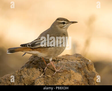 Rufous Bush-Chat - Heckensänger - Cercotrichas galactotes ssp. familiaris, Oman Foto Stock