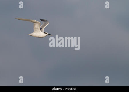 Sandwich Tern - Brandseeschwalbe - Sterna sandvicensis, Germania, eclipse Foto Stock