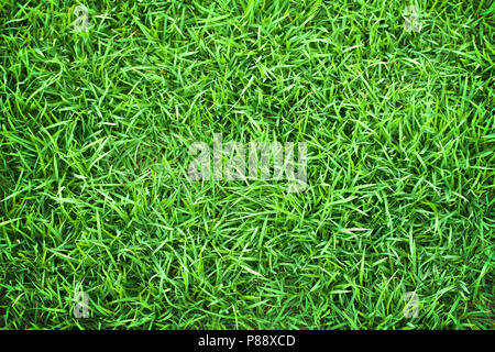 Verde erba, erba texture, campo di erba, erba sfondo, impianto di erba, erba naturale, erba di prato Foto Stock