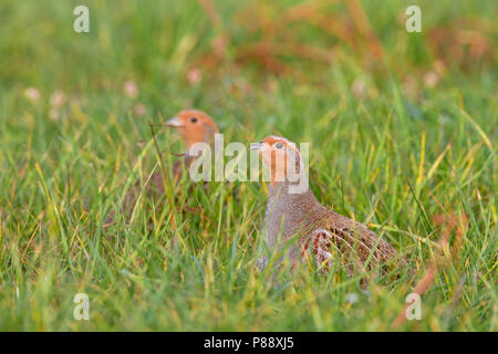 Patrijs zittend in grasland; Starna arroccato nella prateria Foto Stock