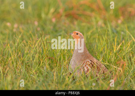 Patrijs zittend in grasland; Starna arroccato nella prateria Foto Stock