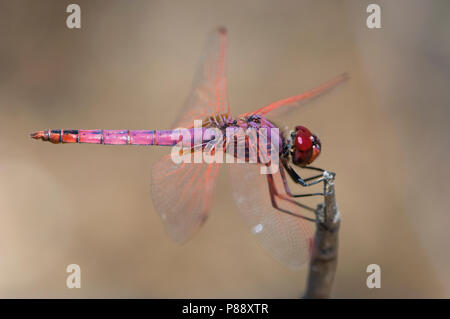 Mannetje Purperlibel, Maschio Trithemis annulata Foto Stock