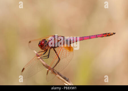 Mannetje Purperlibel, Maschio Trithemis annulata Foto Stock