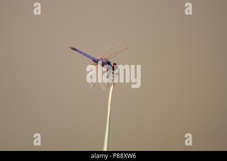 Mannetje Purperlibel, Maschio Trithemis annulata Foto Stock