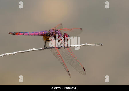 Mannetje Purperlibel, Maschio Trithemis annulata Foto Stock