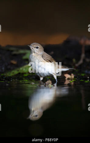 Tuinfluiter, giardino trillo, Sylvia borin Foto Stock