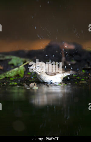 Tuinfluiter, giardino trillo, Sylvia borin Foto Stock