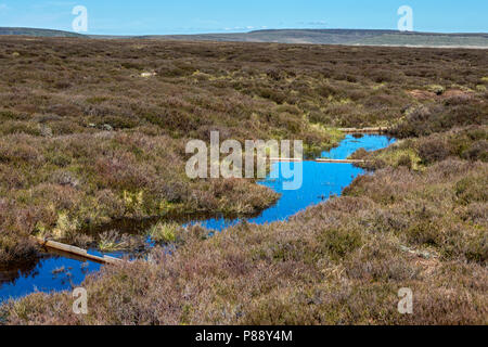 Piccole dighe costruite per ridurre erosione di torba e aumentare la ritenzione di acqua, sull'altopiano Bleaklow, vicino a Glossop, Peak District, Derbyshire, Inghilterra, Regno Unito. Foto Stock