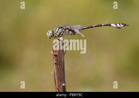 Imago Vaandeldrager; Bladetail adulti; Foto Stock