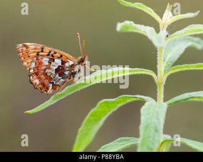 Veenbesparelmoervlinder / Fritillary mirtillo palustre (Boloria aquilonaris) Foto Stock