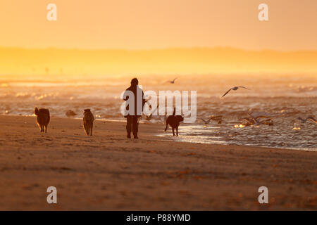 Wandelaars met hond aan zee en het strand bij gouden avondlicht van zonsondergang ; Walkers with dog along the shore, on the beach in golden light of  Foto Stock