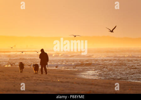 Wandelaars met hond aan zee en het strand bij gouden avondlicht van zonsondergang ; Walkers with dog along the shore, on the beach in golden light of  Foto Stock
