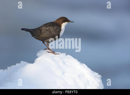 Bianco-throated Dipper, Waterspreeuw, Cinclus cinclus Foto Stock