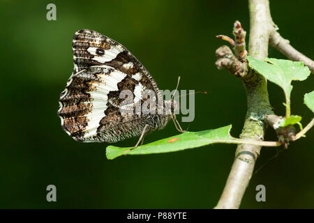 Witbandzandoog / Grande nastrare temoli (Brintesia circe) Foto Stock