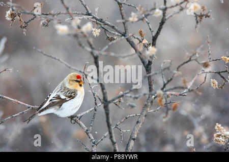 Groenlandse witstuitbarmsijs; Hornemann's Redpol artico Foto Stock