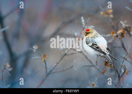 Groenlandse witstuitbarmsijs; Hornemann's Redpol artico Foto Stock