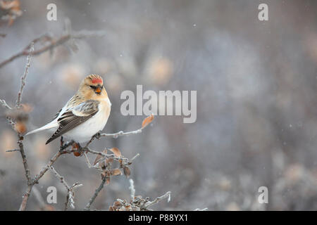 Groenlandse witstuitbarmsijs; Hornemann's Redpol artico Foto Stock