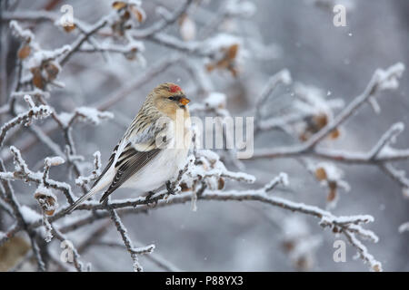 Groenlandse witstuitbarmsijs; Hornemann's Redpol artico Foto Stock