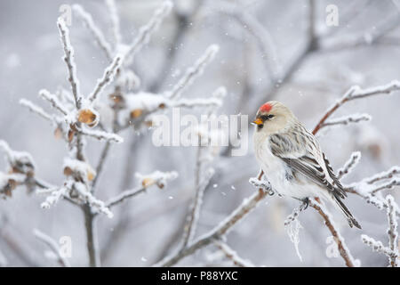 Groenlandse witstuitbarmsijs; Hornemann's Redpol artico Foto Stock