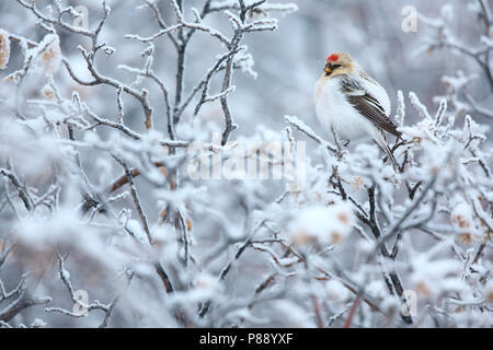 Groenlandse witstuitbarmsijs; Hornemann's Redpol artico Foto Stock