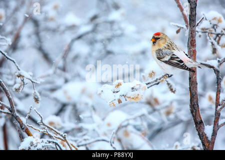 Groenlandse witstuitbarmsijs; Hornemann's Redpol artico Foto Stock