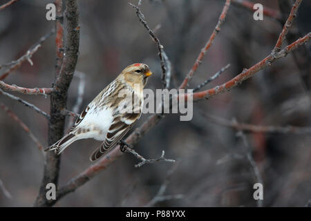 Groenlandse witstuitbarmsijs; Hornemann's Redpol artico Foto Stock