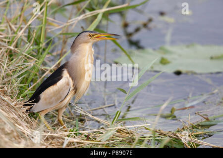 Vissende woudaap; pesca tarabusino Foto Stock