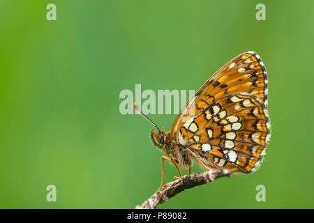 Woudparelmoervlinder / falso Heath Fritillary (Melitaea diamina) Foto Stock