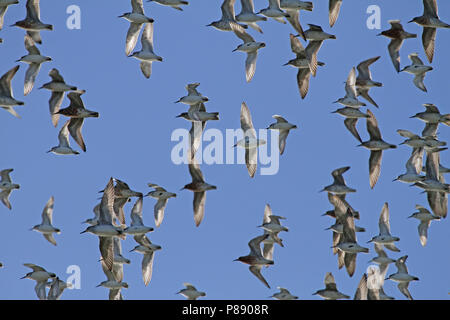 Gregge di Wrybills (Anarhynchus frontalis) a Miranda, Isola del nord, Nuova Zelanda Foto Stock