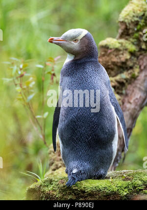 Giallo-eyed Penguin (Megadyptes antipodes) su Enderby Island, parte delle isole di Auckland, Nuova Zelanda. Foto Stock