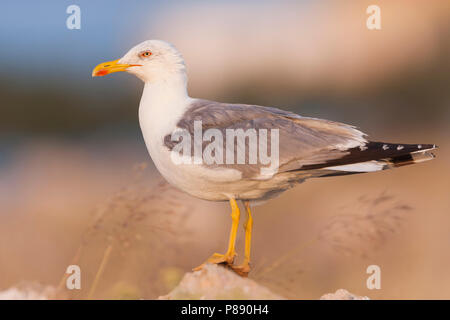 Giallo-zampe, Gabbiano Geelpootmeeuw, michahellis ssp. michahellis, Croazia, per adulti Foto Stock