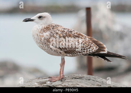 Giallo-zampe, Gabbiano Geelpootmeeuw, michahellis ssp. michahellis, Austria, 1 W Foto Stock