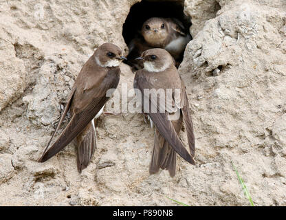 Oeverzwaluw bij nido; sabbia nesting martins Foto Stock