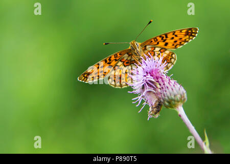 Zilveren Maan zittend op bloem onder aanzicht, piccola perla-delimitata Fritillary seduto sul fiore da sotto Foto Stock