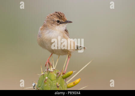 Zitting Cisticola - Zistensänger - Cisticola juncidis ssp. cisticola, Marocco Foto Stock