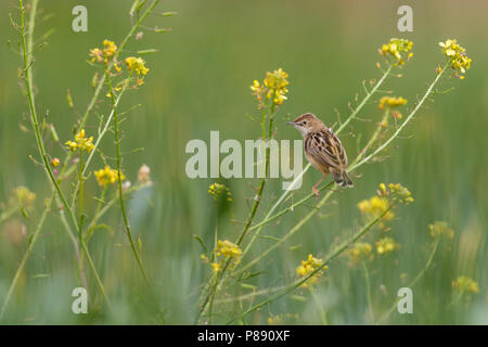 Zitting Cisticola - Zistensänger - Cisticola juncidis ssp. cisticola, Marocco Foto Stock