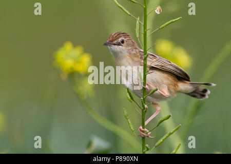 Zitting Cisticola - Zistensänger - Cisticola juncidis ssp. cisticola, Marocco Foto Stock