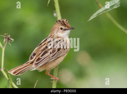 Zitting Cisticola - Zistensänger - Cisticola juncidis ssp. cisticola, Marocco Foto Stock