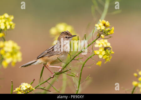 Zitting Cisticola - Zistensänger - Cisticola juncidis ssp. cisticola, Marocco Foto Stock