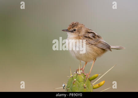 Zitting Cisticola - Zistensänger - Cisticola juncidis ssp. cisticola, Marocco Foto Stock