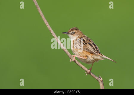 Zitting Cisticola, Graszanger, Cisticola juncidis ssp. cisticola, Mallorca Foto Stock