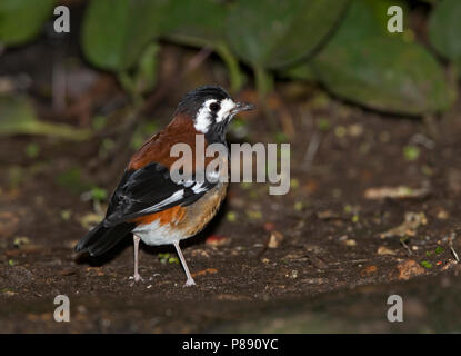 Chestnut-backed Tordo (Zoothera dohertyi), una massa tordo specie endemica di Lombok, a Timor e Lesser Sunda Islands in Indonesia. Captive Bird. Foto Stock