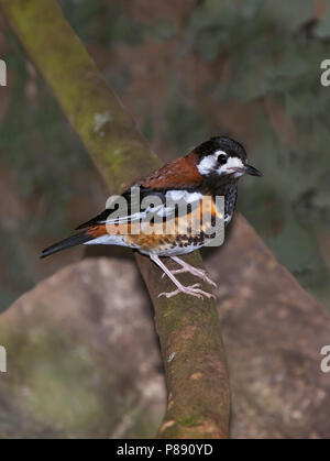 Chestnut-backed Tordo (Zoothera dohertyi), una massa tordo specie endemica di Lombok, a Timor e Lesser Sunda Islands in Indonesia. Captive Bird. Foto Stock