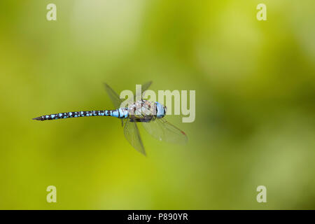 Vliegende imago Zuidelijke glazenmaker; battenti adulto migrante meridionale Hawker; adulti Flying Blue-eyed Hawker Foto Stock