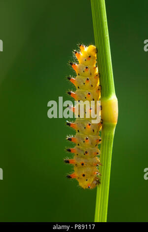 Rups van de Zuidelijke pijpbloemvlinder / Caterpillar del sud del festone (Zerynthia polissena) Foto Stock