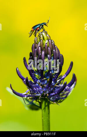 Zwartblauwe rapunzel, Rampion nero Foto Stock