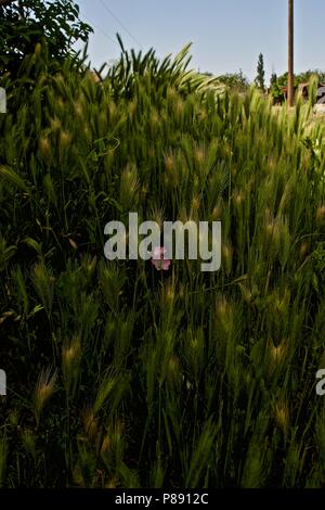 Centinodia Bloom tra erba di setole broccoli, Canyon, Texas Foto Stock