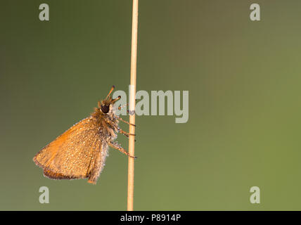 Vlinder incontrato dauw, Butterfly con la condensa Foto Stock